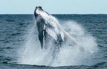 Hermanus Whale Watching and Wine Tasting