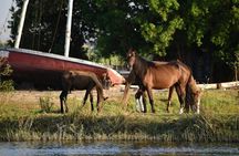 Luxor Horse Adventure Tour in West Bank