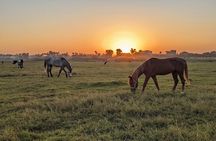 Luxor Horse Adventure Tour in West Bank