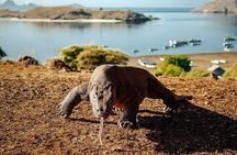 Full Day Komodo Tour With MK Express Speedboat Visit 6 Spot