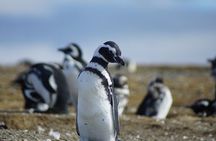 Navigation Beagle Channel to the penguin 