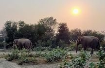 From Agra Private Transfers to Wildlife SOS Elephant Conservation