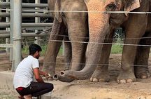 From Agra Private Transfers to Wildlife SOS Elephant Conservation