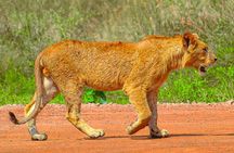 Nairobi National Park Half-day Game Drive 