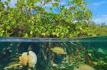 Isla Saona Speedboat Tour: Snorkeling with Turtles & Beach Escape