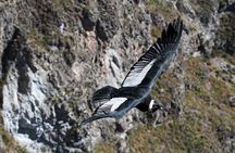 Full Day Colca Canyon Tour