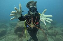 Discover Scuba Diving Experience in Turtle Habitat
