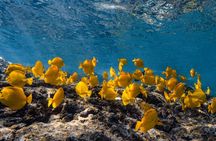 Private Kealakekua Bay Snorkel with Dolphin Watch