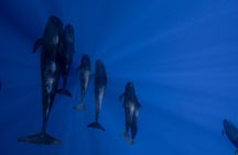 Offshore Safari Adventure in Kona with Underwater Videos