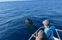 FULL SHADE VIP Premiere Whale Watch-Raft Kaanapali Beach