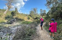 Elephant Watching and Thai Cooking Class with Waterfall