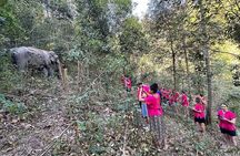 Elephant Watching and Thai Cooking Class with Waterfall