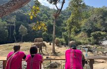 Elephant Watching and Thai Cooking Class with Waterfall