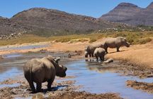 Cape Town Big 5 Safari on Horseback Riding at Aquila Game Reserve