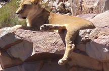 Sunset Aquila Big 5 Game Reserve Safari with Ticket and Snacks