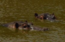 Schotia Private Game African Safari Guided Tour