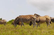 Schotia Private Game African Safari Guided Tour