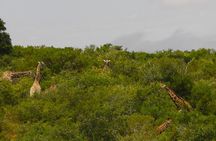 Schotia Private Game African Safari Guided Tour