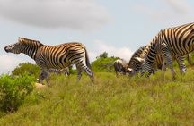 Schotia Private Game African Safari Guided Tour