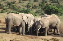 Addo Elephant National Park Full Day Safari All-Inclusive 