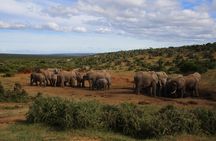 Addo Elephant National Park Full Day Safari All-Inclusive 