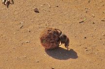 Addo Elephant National Park Full Day Safari All-Inclusive 