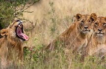 Nairobi National Park And Giraffe Centre