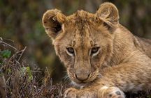 Nairobi National Park And Giraffe Centre