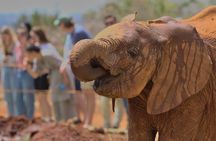 Nairobi National Park And Giraffe Centre