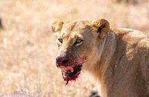 Nairobi National Park Half-Day Game Drive with Hotel Pickup