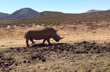 Cape Town : Aquila Safari Big 5 Tour