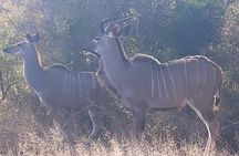 Cape Town : Aquila Safari Big 5 Tour
