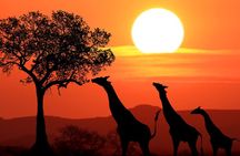 Cape Town : Aquila Safari Big 5 Tour