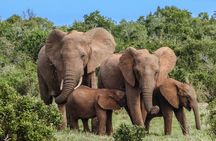 Cape Town : Fullday Aquila Safari Big 5 Day Tour