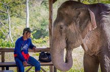 Krabi Immersive Elephant Sanctuary Experience