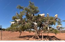 Agadir Private Tour With Pick Up From The Cruise Ship
