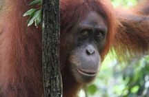 2 day Sumatra Orangutan Jungle Trek Tour Medan - Bukit Lawang