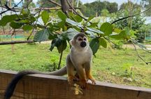 Monkey Encounter and Zip Line Tour from Amber Cove and Taino Bay