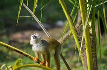 Monkey Encounter and Zip Line Tour from Amber Cove and Taino Bay