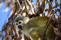 Monkey Encounter and Horse-Riding Tour in Puerto Plata