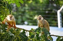 Monkey Encounter and Zip Line Tour from Amber Cove and Taino Bay