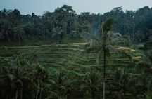 Ubud Tour: Monkey Forest, Rice Terrace, Waterfall, Water Temple 