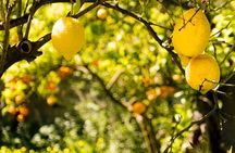 Sunset Limoncello Making After Dinner Experience