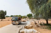 Dubai Safari Park With Transfer