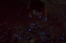 Holbox Kayak Bioluminescence Experience