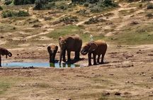 Port Elizabeth Addo Elephant National Park and City Excursion