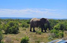 Port Elizabeth Addo Elephant National Park and City Excursion