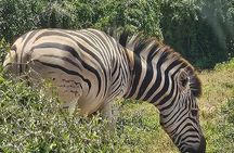 Port Elizabeth Addo Elephant National Park and City Excursion