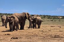 Port Elizabeth Addo Elephant National Park and City Excursion