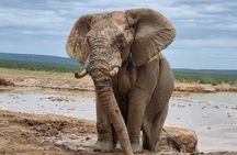 Full Day Addo And Giraffe Walk